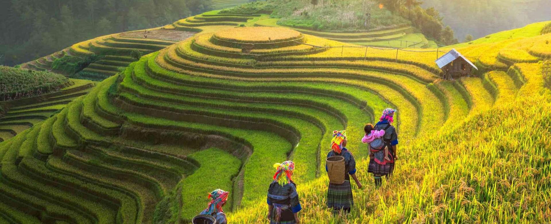 Rice Terraces in Sapa - Northwest Vietnam