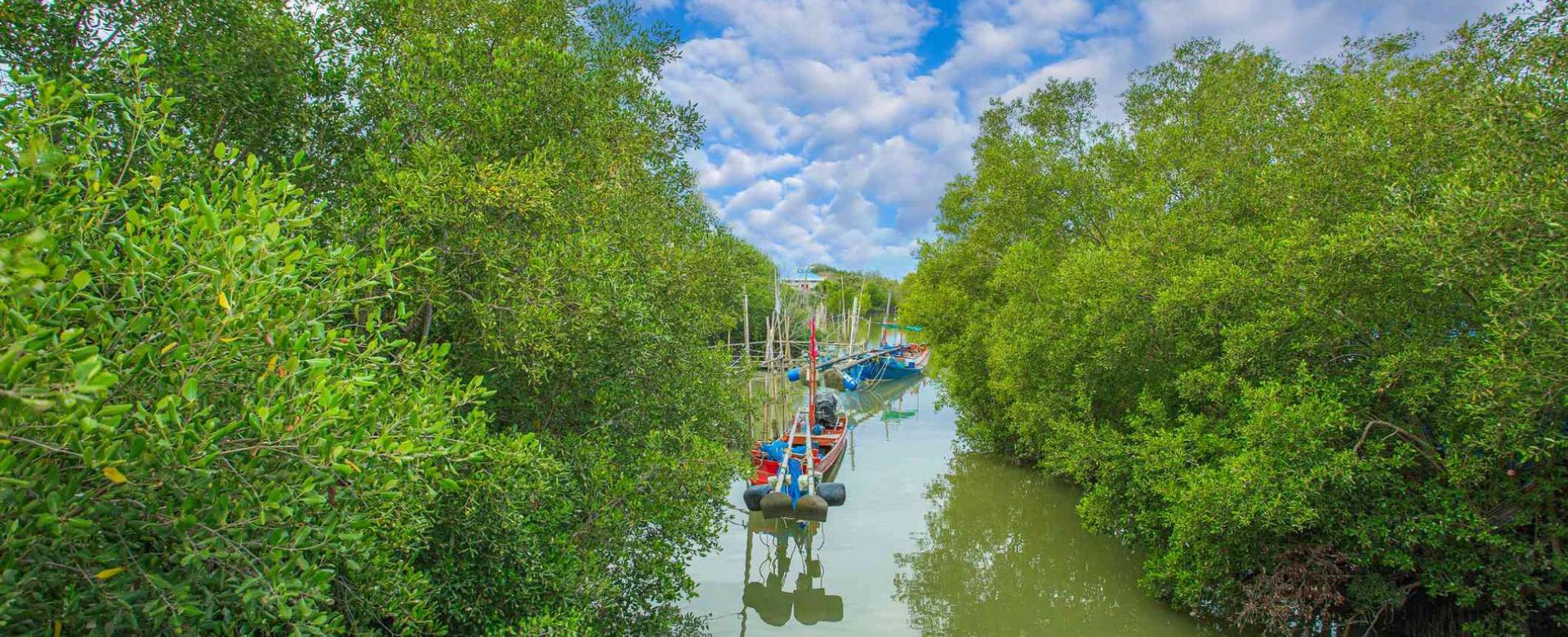 Cycling to Vam Sat EcoPark, Enjoy views of Can Gio Forest on canoeing through the forest